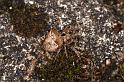 Atea_sturmi_D6065_Z_89_Les Gris_Frankrijk